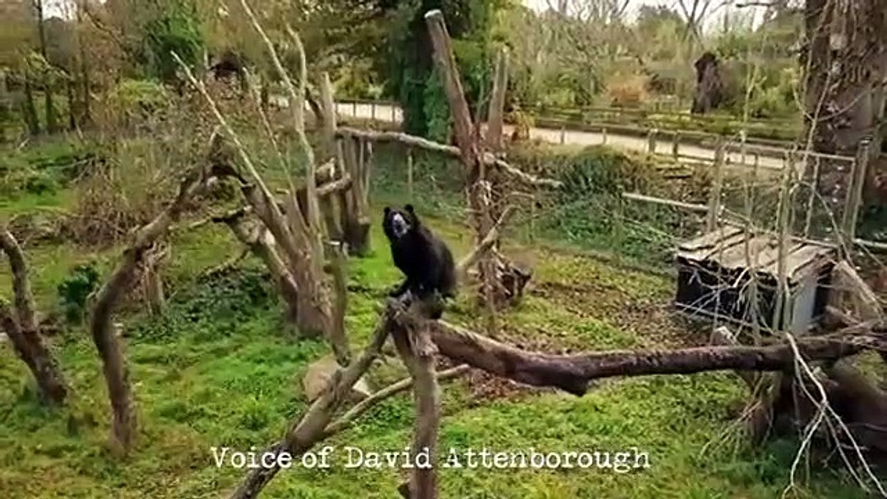 The Durrells - Se4 - Ep07 HD Watch