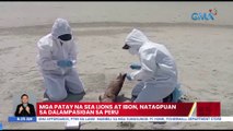 Mga patay na sea lions, at ibon, natagpuan sa dalampasigan ng Peru | UB