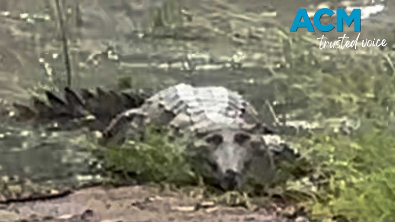 Monster croc ventures toward boatramp in Katherine