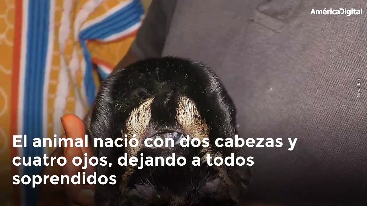 Cabra nació con dos cabezas y cuatro ojos y sus dueños temen sea una