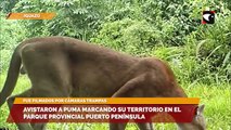 Avistaron a puma marcando su territorio en el parque provincial Puerto Península