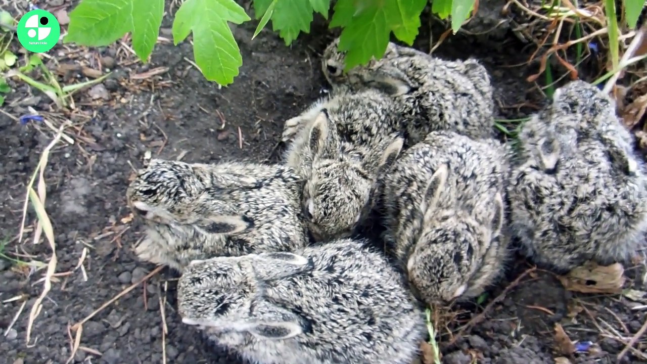 Rabbit Collection video for dailymotion in 2023 #rabbit #naturehole #dailymotion
