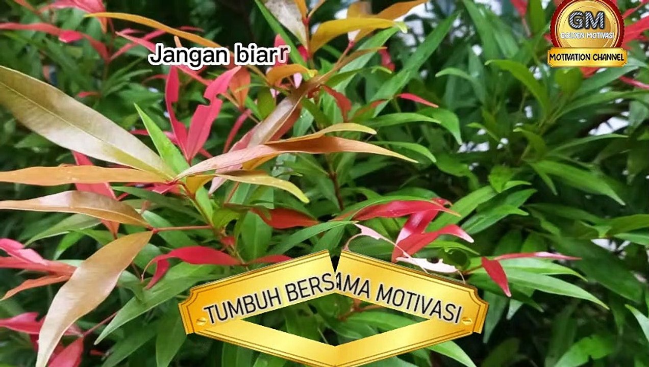GOLDEN MOTIVASI
