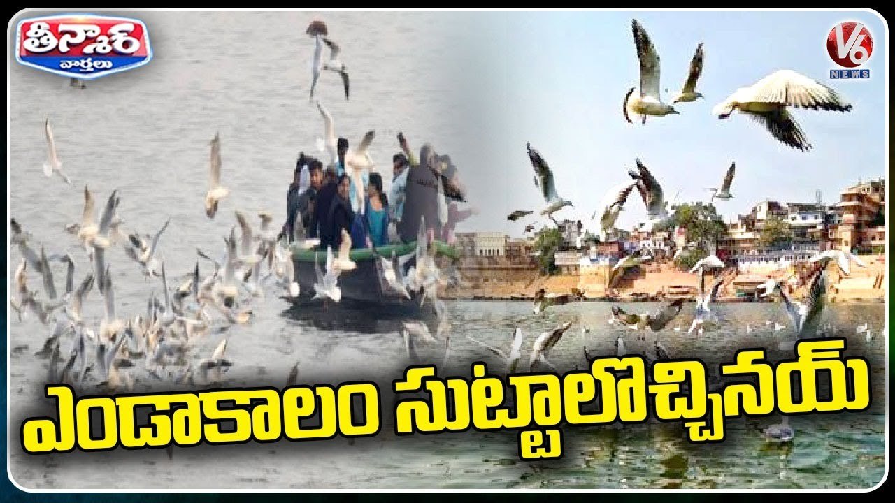 Flamingo Birds Attracts Tourists In Mumbai _ V6 Weekend Teenmaar