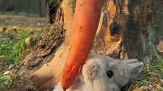 cute baby animals rabbit video