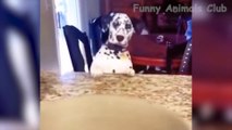 Funniest Animals Videos - Best Cute Cats and Crazy Dogs Videos 2022! #4