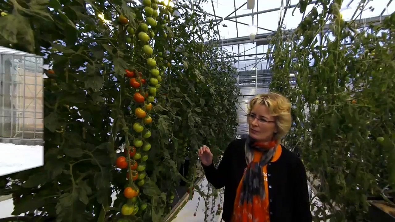 Iceland Tomato