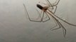 las arañas patonas son insectos que viven en el techo de el baño de mi casa