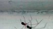 insecto araña patona que viven en el baño de la casa con sus telarañas son animales impresionantes