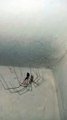un grupo de arañas patonas viven en el baño de la casa bonitos insectos animales y mascotas