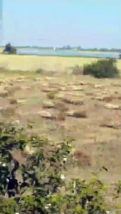 अंतिम दौर में भी सरकारी गेहूं खरीदी में पंजीयन ने नहीं पकड़ी रफ्तार