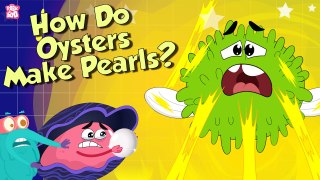 Pearl Formation | How Do Oysters Make Pearls? | The Dr Binocs Show | Peekaboo Kidz
