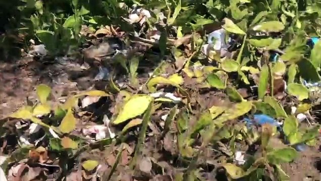 Saint-Pierre : Les falaises de Pierrefonds sont un vrai dépotoir