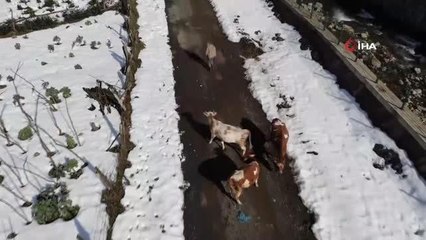 Şehirdeki sanal ve sosyal hayattan sıkıldı, 10 yaşında köyde yaşamaya başladı