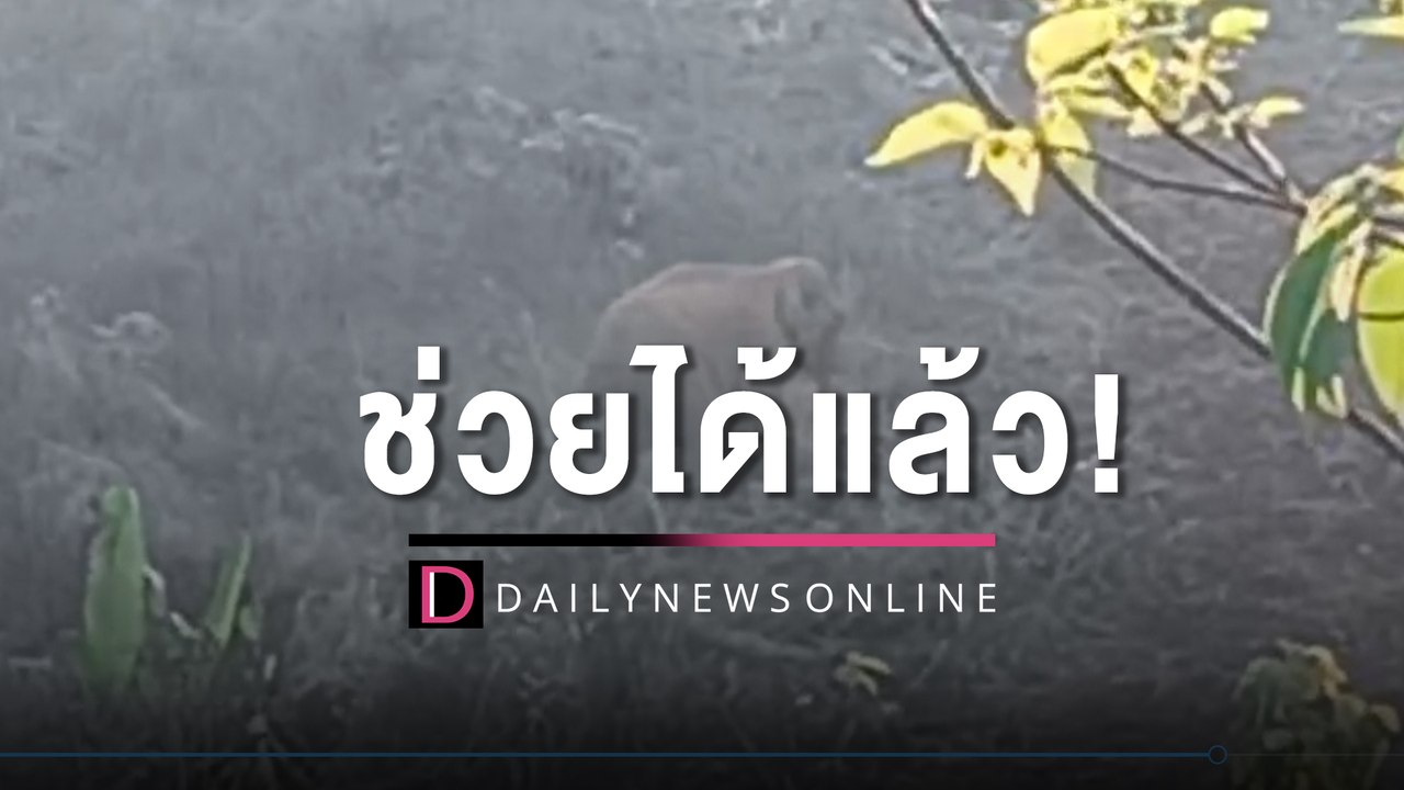 จนท.อุทยานฯลำคลองงู นำรถตักเปิดหน้าดิน "ช้างแม่ลูก" เดินขึ้นกลับป่า | HOTSHOT เดลินิวส์ 27/02/66