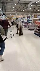 Cavalo entra em supermercado e vagueia pelos corredores