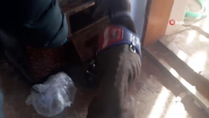 Sobaya gizlenen uyuşturucuyu narkotik köpeği 'Kaput' buldu