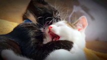 how beautiful cats playing and kissing each other