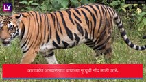 Tigers Deaths in 2 Months: देशात दोन महिन्यांत 30 वाघांचा मृत्यू,