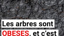 Les arbres deviennent obèses, et c'est de notre faute.