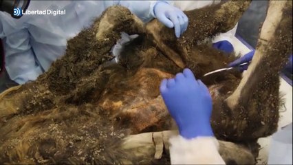 Científicos de Siberia realizan la autopsia a un oso de 3.460 años de antigüedad