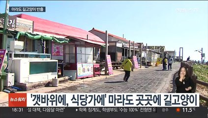 천연기념물 뿔쇠오리를 지켜라…마라도 길고양이 반출