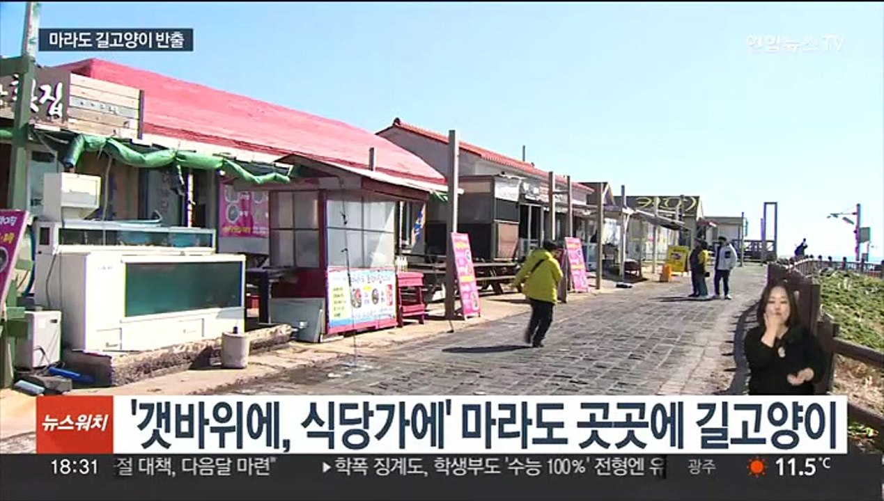 천연기념물 뿔쇠오리를 지켜라…마라도 길고양이 반출