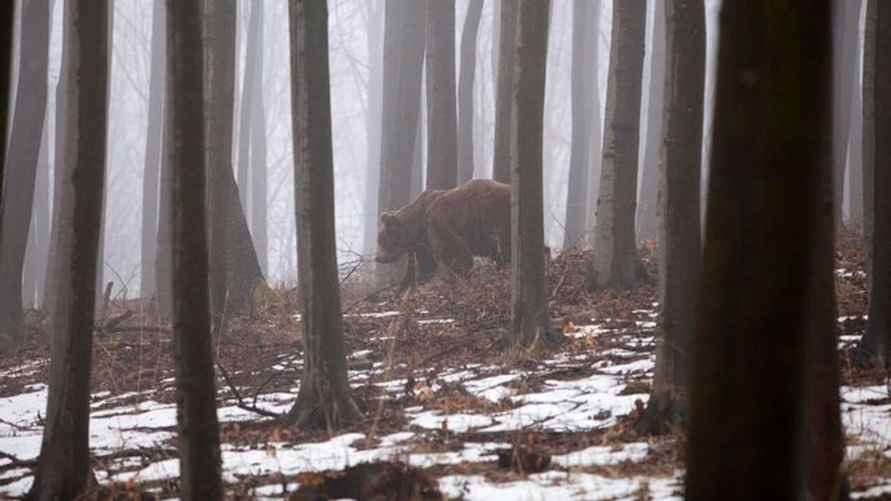 La vie sauvage des Carpates