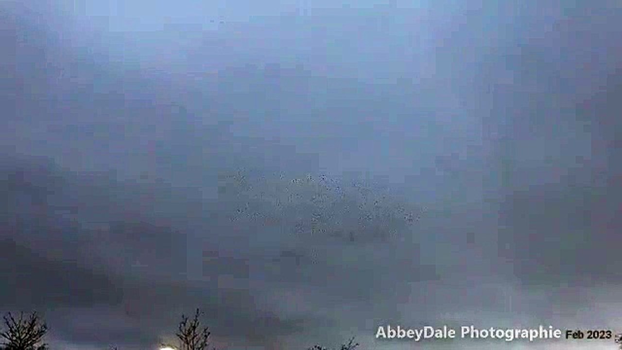 Peak District murmuration