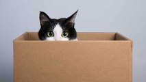 Katzenverhalten erklärt: Darum sitzen Katzen gerne in Kartons