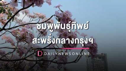 ชมพูพันธ์ทิพย์ บานสะพรั่งกลางกรุงฯ | HOTSHOT เดลินิวส์ 27/02/66