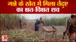 Bahraich News: गन्ने के खेत में मिला तेंदुए का क्षत-विक्षत शव, अधिकारियों ने तेंदुए के शव को कब्जे लिया
