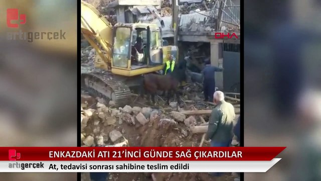 Enkaz altında kalan atı depremin 21. gününde sağ çıkardılar