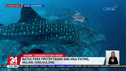 Batas para protektahan ang mga pating, muling isinusulong | 24 Oras