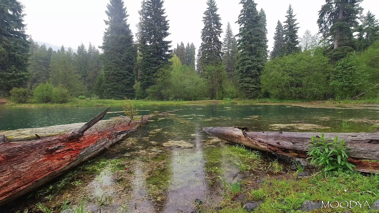 4K HDR Colors - Rain Sounds on a Foerest Meadow...