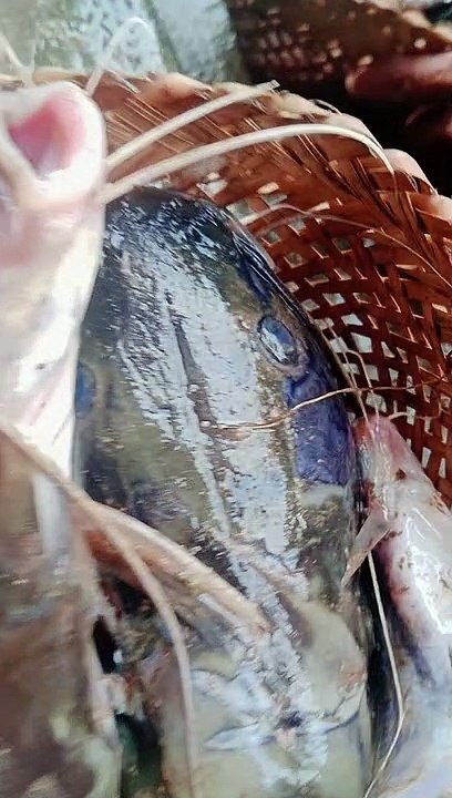 fish ,ikan