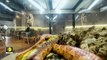 Malaysian cafe offers guests 'dessert date' with lizards and snakes - Latest World News - WION