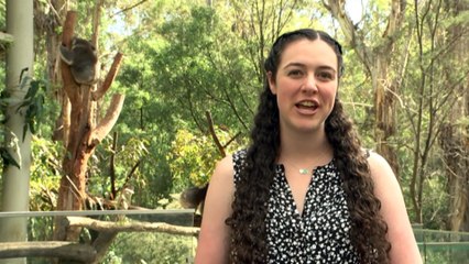 Koala conservation projects to receive funding boost