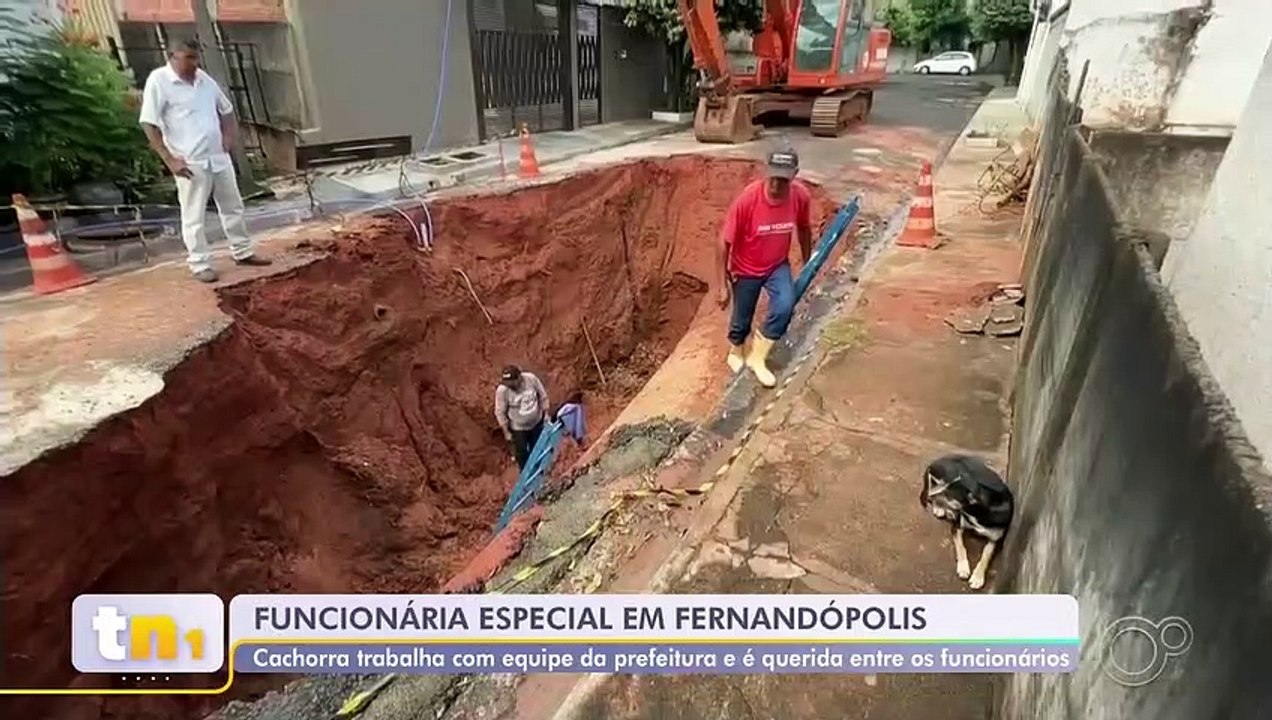 Cachorra_vira_funcionaria_do_almoxarifado_da_Prefeitura_de_Fernandopolis
