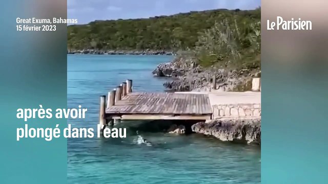 Combat insolite entre un chien et un requin-marteau aux Bahamas