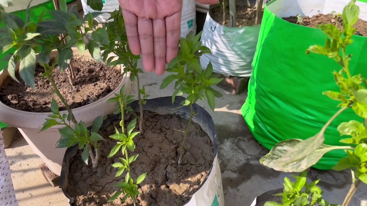 Garden Tour