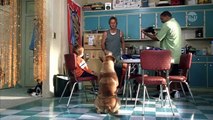 Spot - Ein Hund auf Abwegen (2001) Filme Deustche HD