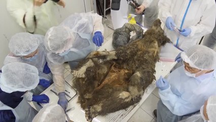 La primera autopsia de un oso de 3.460 años