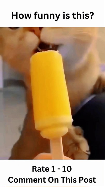 Hilarious and Playful: Funny Cat Video #Most Satisfying Funny Cat Video  #shorts  #Cats Diary  #Funny cats#shorts  Cat is Funny #shorts