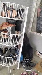 Bear Wants To Be Real Estate Agent