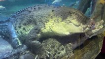 Samandar Ki Duniya Mein Aa Gaye  - Dubai Aquarium and Underwater Zoo  DUCKY BHAI
