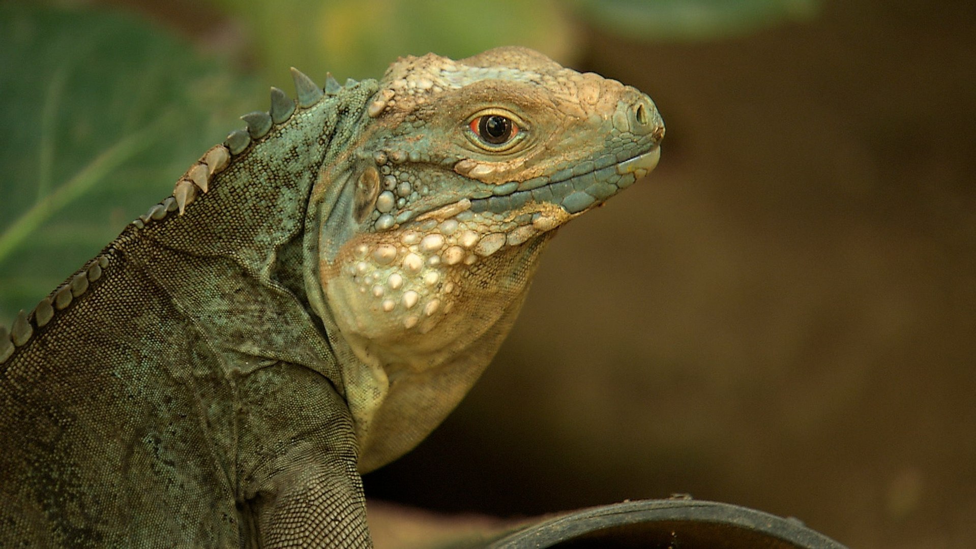 ⁣Meet one of the world's most endangered lizards