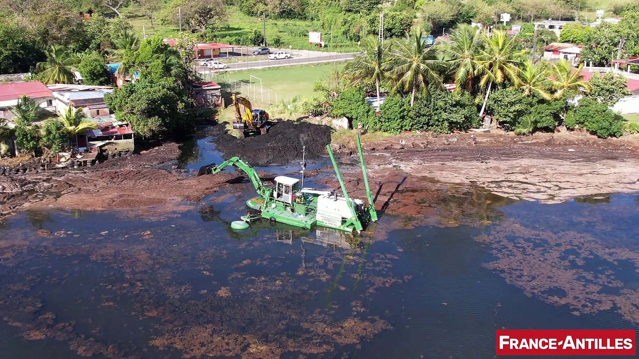 Les côtes du Robert envahies par les algues sargasses - février 2023