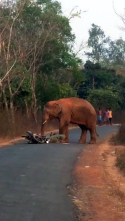hathi ki dadagiri