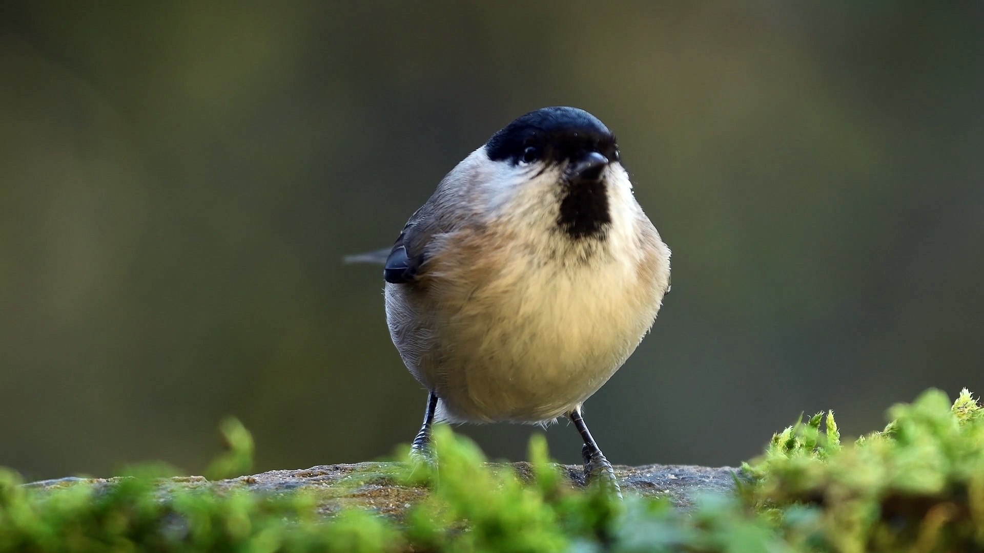 ⁣Bird video 4k HDR